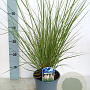Cortaderia s. 'Pumila' 30-40 cm 2,0L