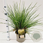 Deschampsia cesp. 'Goldschleier' 60-80 cm 4,0L