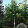 Acer rubrum 'October Glory' 14-16 HO draadkluit