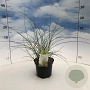 Miscanthus sin. 'Gracillimus' 30-40 cm 2,0L
