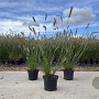 Pennisetum al. 'Hameln' 30-40 cm 2,0L