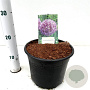 Allium 'Globemaster' gm 4,0L