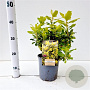Escallonia 'Gold Ellen' 20-30 cm 2,5L