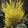 Forsythia intermedia 'Goldrausch' 30-40 cm 3,0L
