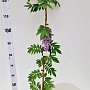 Wisteria floribunda 'Rosea' 100-125 cm rozenpot 2L