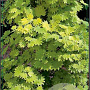 Acer shirasawanum 'Aureum' 25-30 cm 5,0L
