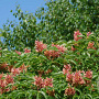 Aesculus pavia 'Koehnei' 60-80 cm 20L