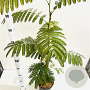 Albizia julibrissin 80-100 cm 3,0L