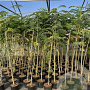 Albizia julibrissin 175-200 cm 7,5L