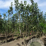 Acer pseudoplatanus 350-400 cm draadkluit meerstammig op aanvraag