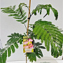 Albizia julibr. Ombrella 60-80 cm 3,0L