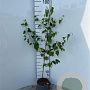 Betula pendula 80-100 cm 2,0L