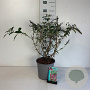 Buddleja d. 'Pink Delight' 40-50 cm 6,5L
