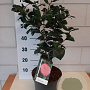 Camellia j. 'Lady Campbell' 40-50 cm 5,0L