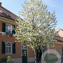 Amelanchier arborea 'Robin Hill' 8-10 HO 15L