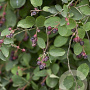 Amelanchier spicata 150-175 cm 40L struik