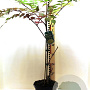 Aralia elata 40-50 cm 5,0L