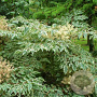 Aralia elata 'Aureovariegata' 100-125 cm 20L
