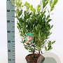 Arbutus unedo 'Compacta' 40-50 cm 3,0L vertakt