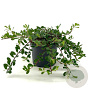 Arctostaphylos uva-ursi 20-25 cm 2,0L