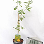 Argyrocytisus battandieri 40-60 cm 3,0L