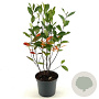 Aronia arbutifolia 'Brilliant' 40-50 cm 3,0L