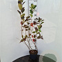 Aronia melanocarpa 100-110 cm 5,0L