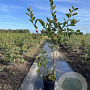Aronia melanocarpa 100-125 cm 7,5L solitair