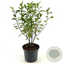 Aronia melanocarpa 'Professor Ed' 35-40 cm 3,0L