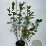 Aronia prunifolia 'Viking' 60-80 cm 3,0L