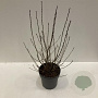 Aronia prunifolia 'Viking' 80-100 cm 12L