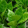Aucuba japonica 30-35 cm 2,0L