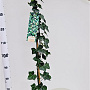 Hedera hibernica 150-175 cm 2,5L