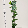 Hedera hibernica 125-150 cm 2,5L