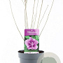 Hibiscus syr. 'Ardens' 40-50 cm 3,0L