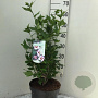 Hibiscus syr. 'Hamabo' 50-60 cm 7,5L