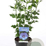 Hibiscus syr. 'Oiseau Bleu' 40-50 cm 3,0L
