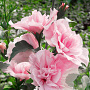Hibiscus syr. Pink Chiffon 175-200 cm draadkluit struik op Stam