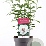 Hibiscus syr. 'Speciosus' 40-50 cm 3,0L