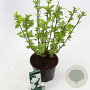Hibiscus syr. 'Totus Albus' 40-50 cm 3,0L