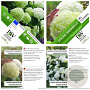 Hydrangea a. Strong Annabelle 40-50 cm 3,0L