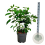 Hydrangea a. Strong Annabelle 60-80 cm 15L