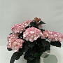 Hydrangea m. Bl. Di. Midnight Pearl 15-20 cm 2,0L