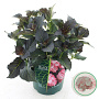 Hydrangea m. Bl. Di. Midnight Pearl 30-40 cm 5,0L