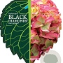 Hydrangea m. Black Diamonds Mix 30-40 cm 5,0L