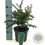 Berberis buxifolia 'Nana' 25-30 cm 3,0L