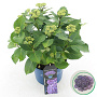 Hydrangea m. Curly Sparkle 30-40 cm 5,0L met knop