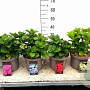 Hydrangea m. Forever & Ever Mix 30-40 cm 5,0L