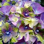Hydrangea m. Lady Mata Hari 15-20 cm 2,0L