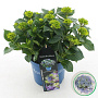 Hydrangea m. Lady Mata Hari 25-30 cm 3,5L blauw